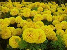 Lutein