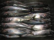 Frozen pacific mackerel