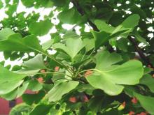 Ginkgo Biloba P.E.( Ginkgo Biloba L.)