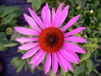  Echinacea  purpurea P.E.