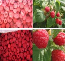 supply chinese  high   quality   frozen   raspberry 