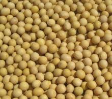 Chinese non-gmo soybeans