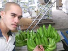 SWEET CAVENDISH BANANAS