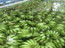 CLASS A CAVENDISH BANANAS