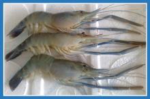 Frozen Scampi Prawn