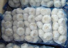 fresh garlic from china