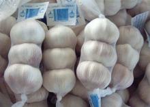 6.0cm normal white garlic