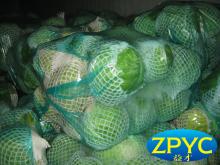 Chinese cabbage
