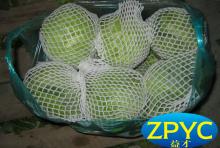 beijing cabbage Chinese