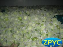Fresh beijing cabbage