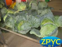 green round cabbage