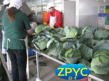 Fresh green round cabbage