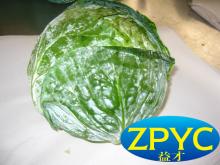 Green cabbage