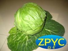 Fresh cabbage Chinese vegetable