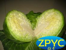 Fresh cabbages