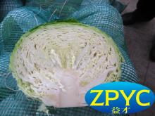 Fresh beijing cabbages