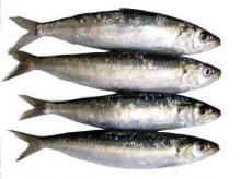 frozen sardine