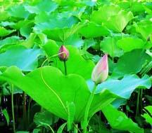  Lotus   leaf   extract 