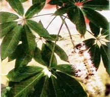  Horse   Chestnut   Extract 