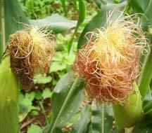  Corn   Stigma  P.E.
