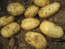 2011 fresh holland 7# potato