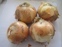 2011 fresh chinese yellow onion 8cm