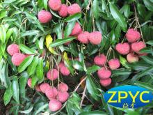 chinese sweet Lychee