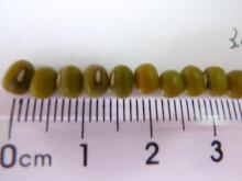 All size Green mung bean