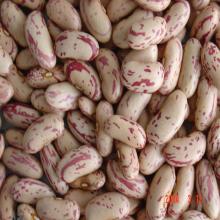 Light speckled kidney bean(LSKB)