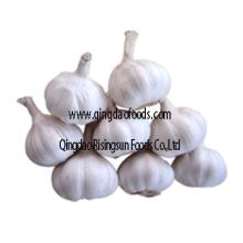  fresh   delicious   garlic 