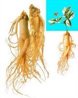 Panax Ginseng Extract