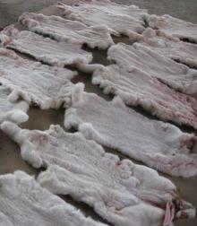  frozen   rabbit  skins from Spain