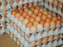 Chicken Fresh eggs, Hatching eggs, chicks and parents stock