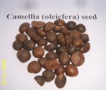 Edible Camellia Tea Oil