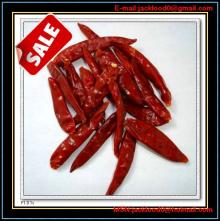 fresh red hot chili