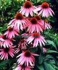 Echinacea Herb P.E