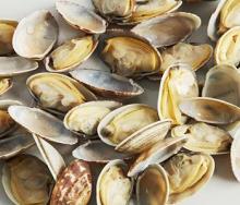 Frozen Boiled Short Necked Clam