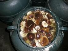 Canned Shiitake birined in drum 50kg