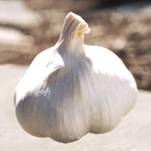2011 FRESH GARLIC