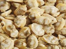 Frozen Boiled Short Necked Clam Meat