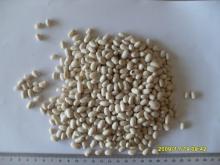 White  kidney  bean (japanese type)