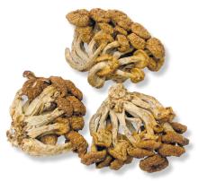 dry Pholiota Nameko