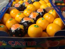  washington  orange