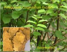 resveratrol