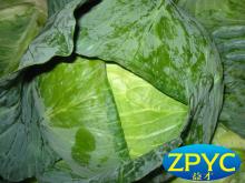 2015 fresh round cabbage