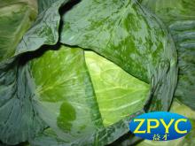 Fresh round cabbages