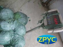 round cabbage mesh bag packing