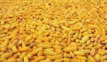 Yellow Corn (Grade # 2)
