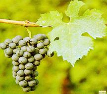 Grape seed extract