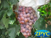 chinese  fresh   grape 